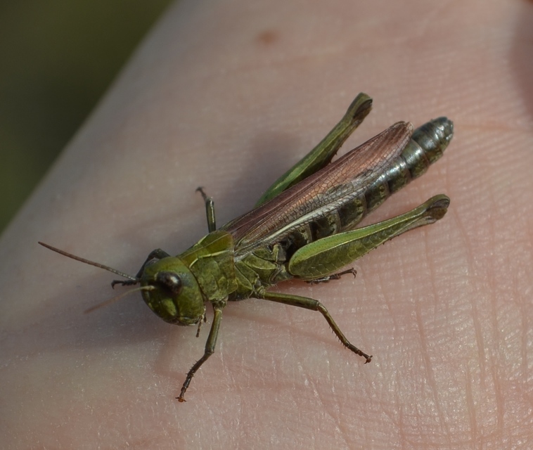 Chorthippus mollis - halk tarlósáska