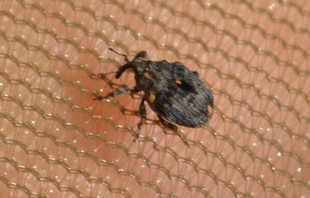 Stenocarus cardui - pipacsgyökér-ormányos
