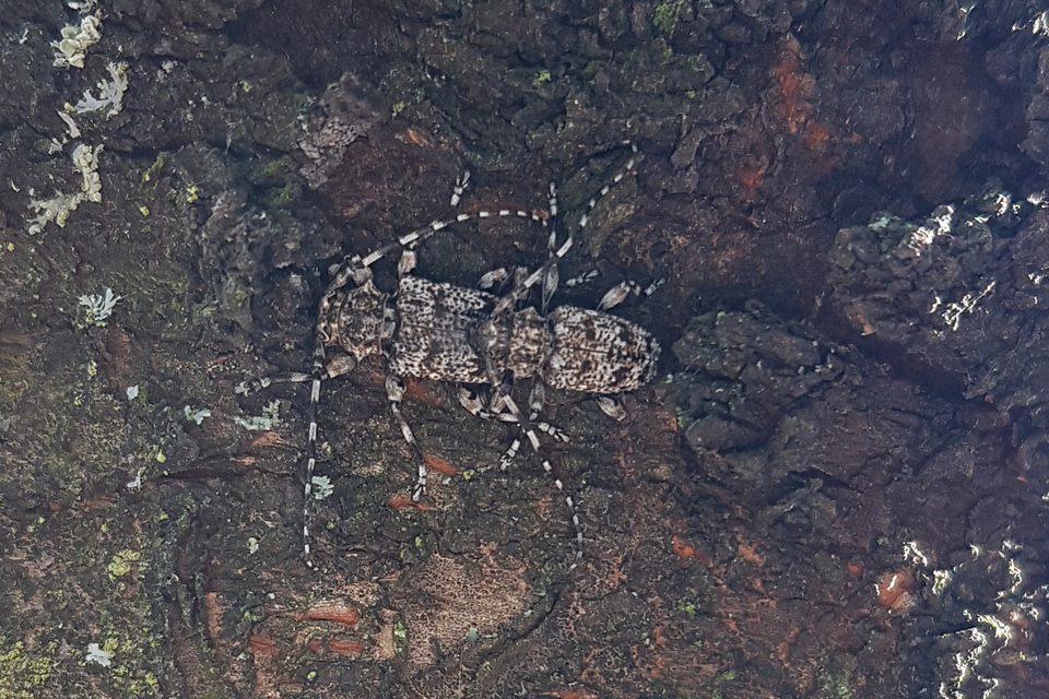 Aegomorphus clavipes - tarka cincér Aegomorphus clavipes - tarka cincér