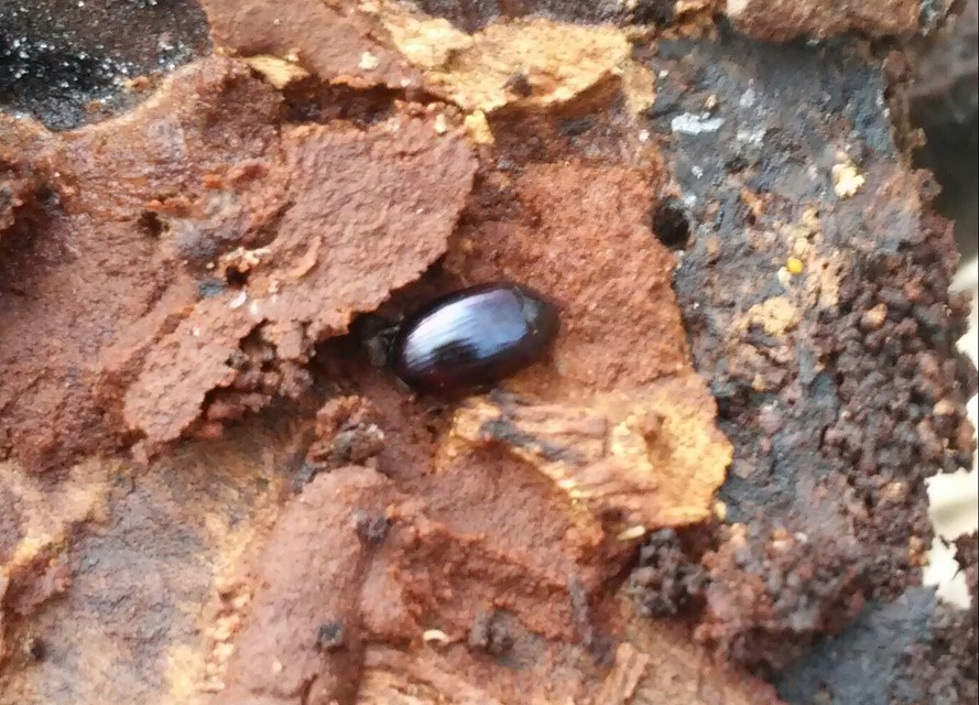 Platydema violaceum - fémkék taplóbogár