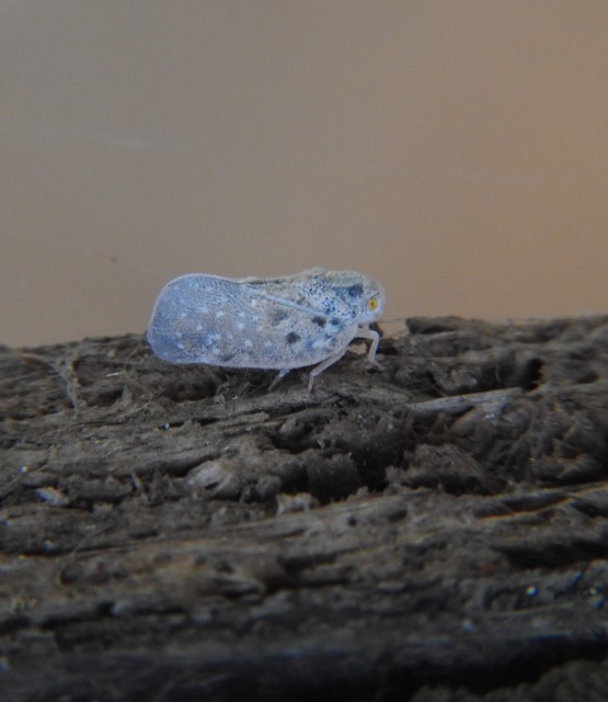 Metcalfa pruinosa - amerikai lepkekabóca