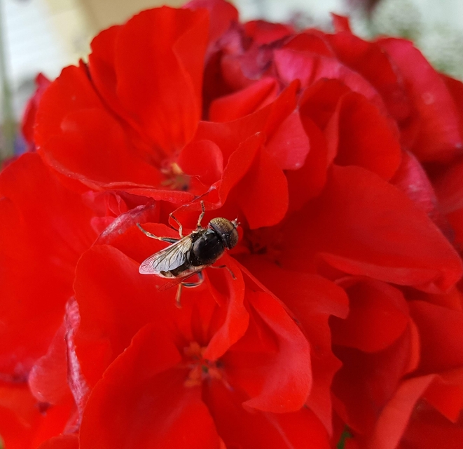 Eristalinus aeneus - bronzos foltosszeműlégy