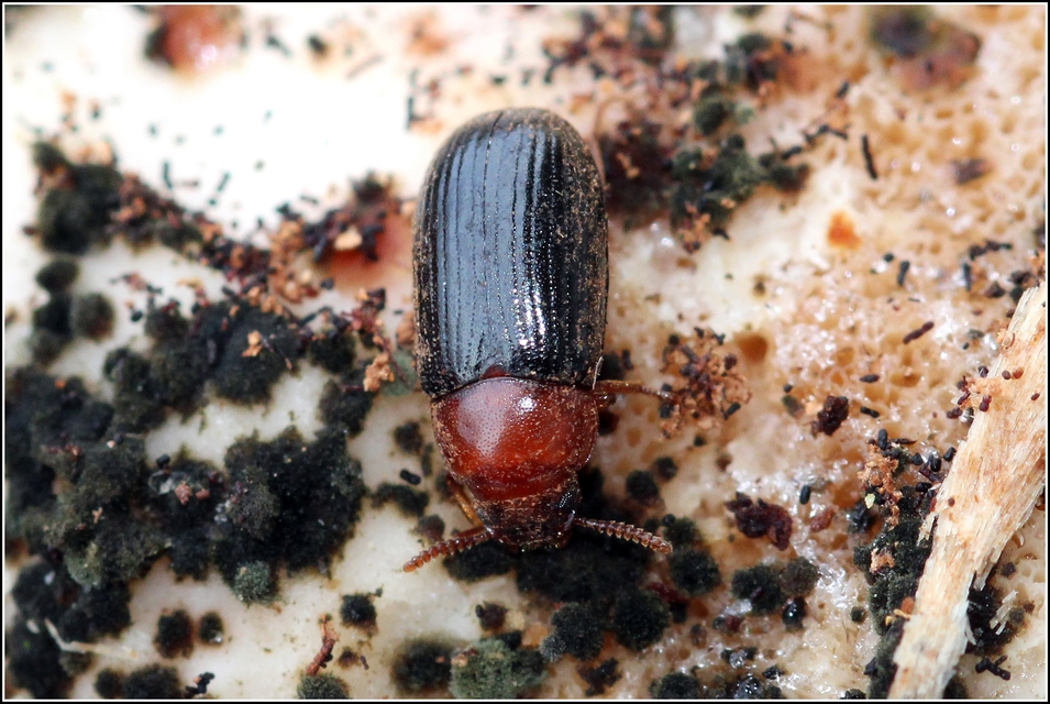 Neomida haemorrhoidalis