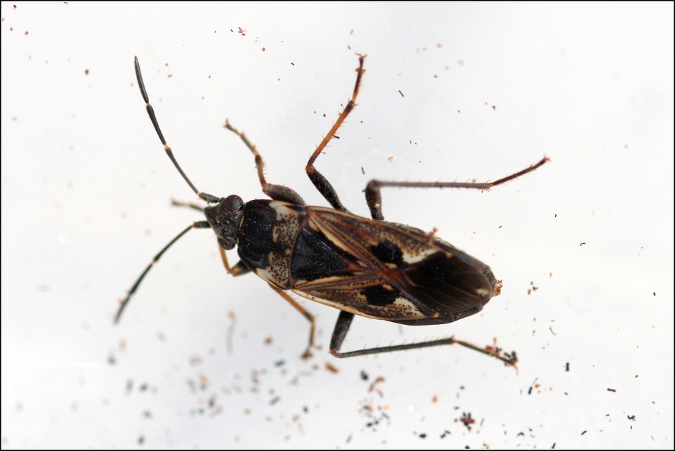 Rhyparochromus vulgaris - közönséges díszesbodobács