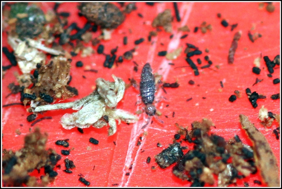 Collembola - Ugróvillások