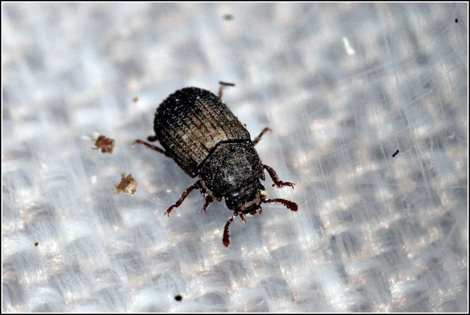 Eledona agricola