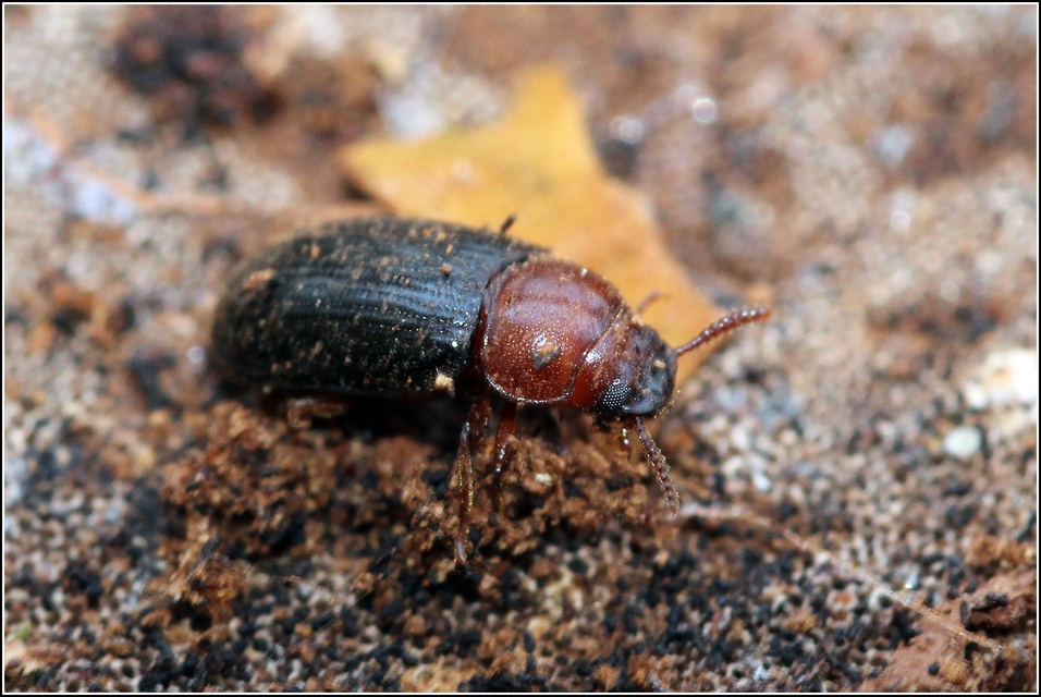 Neomida haemorrhoidalis