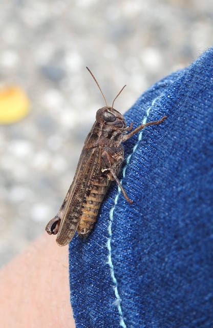Calliptamus italicus - olaszsáska