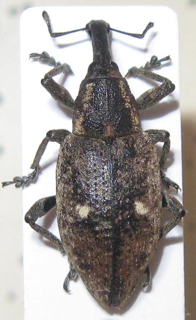 Lepyrus palustris - kétpettyes fűzormányos