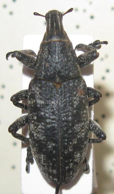 Cleonis pigra - közönséges bogáncsbarkó