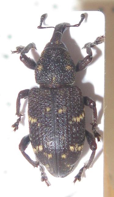 Hylobius abietis - nagy fenyvesormányos
