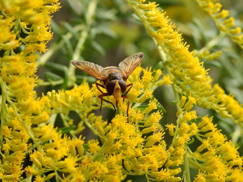 Volucella inanis - háromöves pihelégy