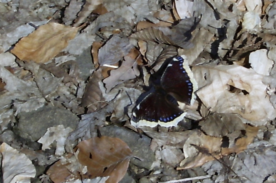 Nymphalis antiopa - gyászlepke