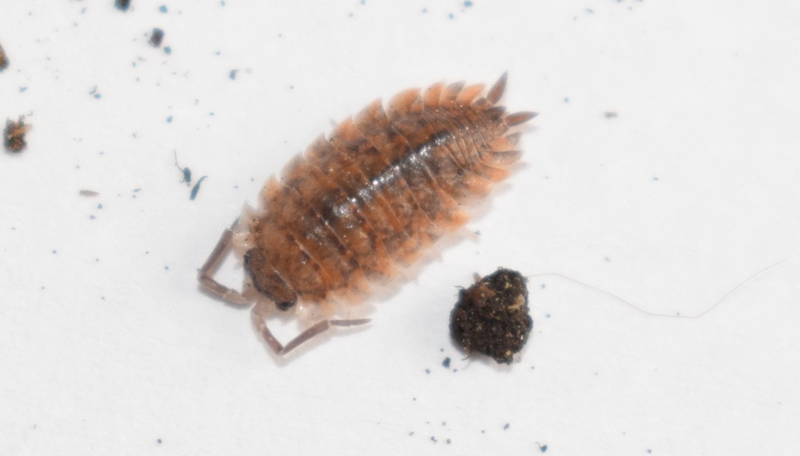 Porcellio scaber - érdes pinceászka