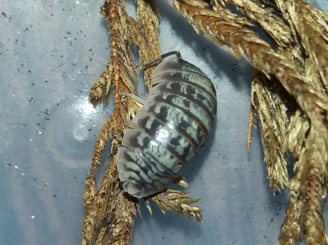 Armadillidium versicolor - változékony gömbászka