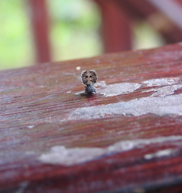 Callopistromyia annulipes - pávalégy