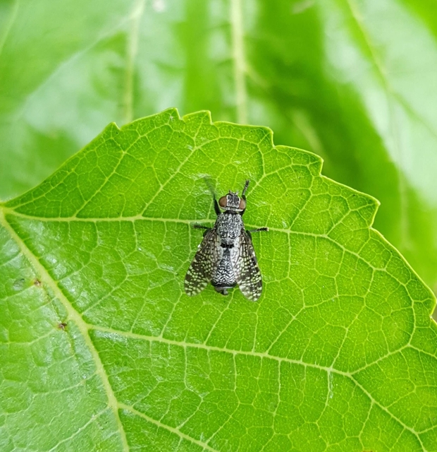 Platystoma seminationis