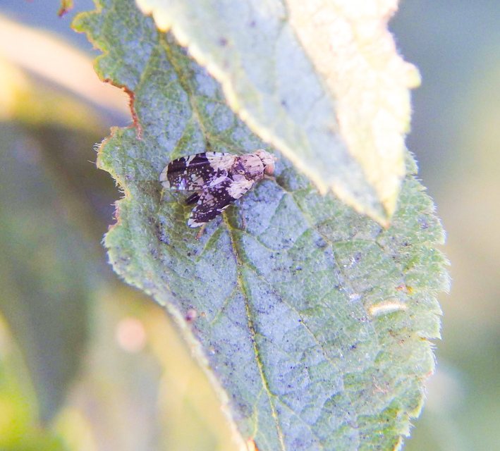 Tephritis formosa
