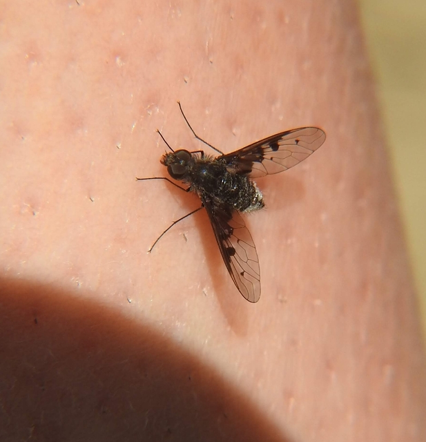 Anthrax trifasciatus