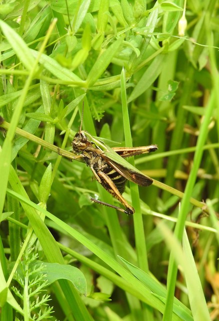 Omocestus rufipes - vöröshasú tarlósáska