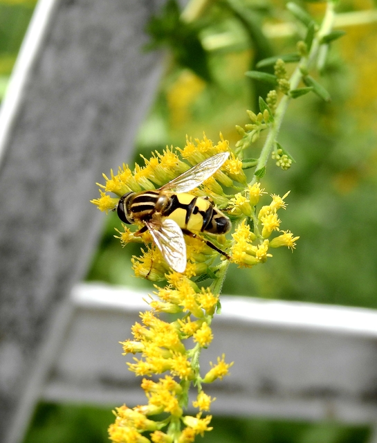 Helophilus trivittatus - nagy mocsárilégy