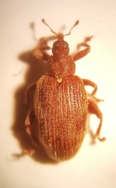 Orchestes testaceus - nyír-bolhaormányos