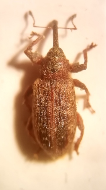 Dorytomus villosulus - sárgás hangormányos