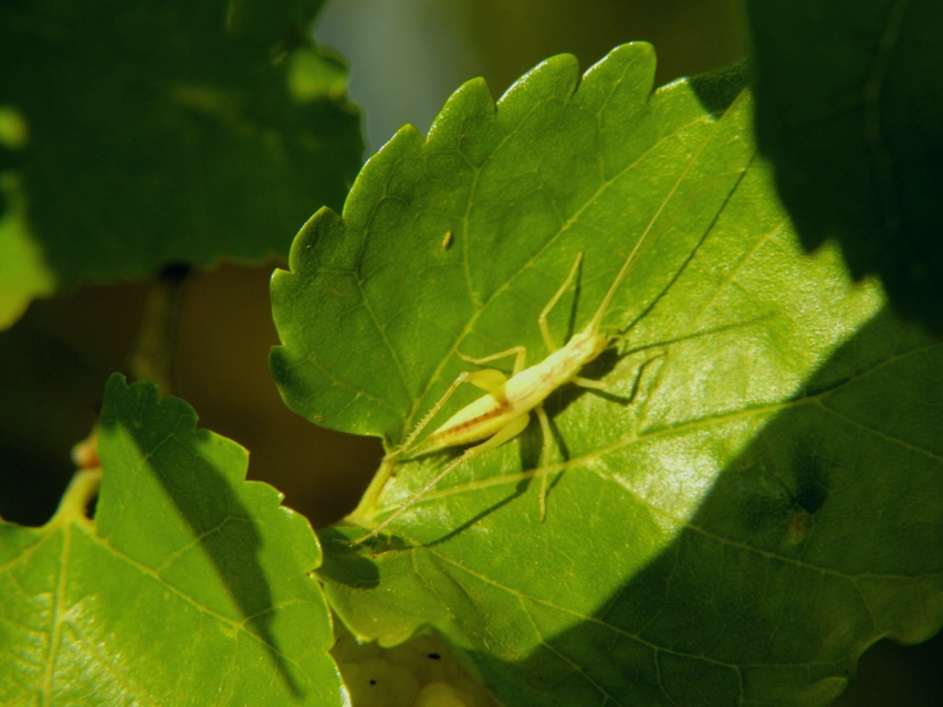 Oecanthus pellucens - pirregőtücsök