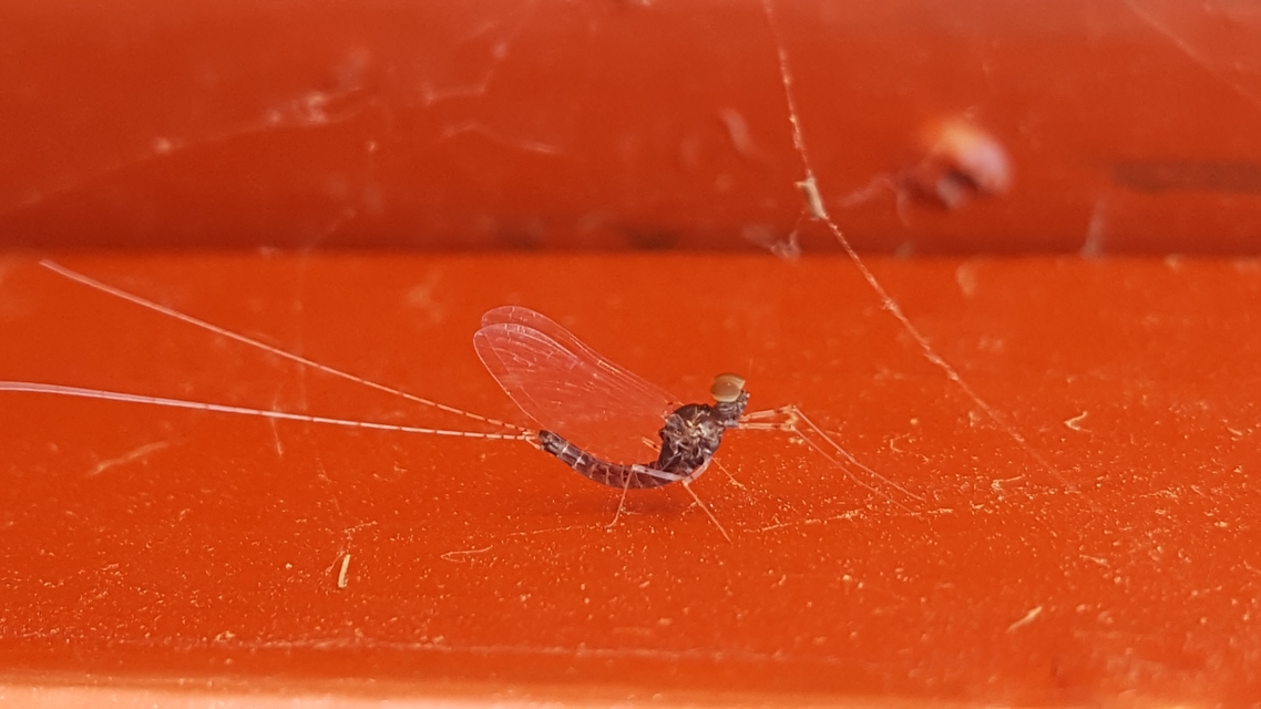 Ephemeroptera - Kérészek