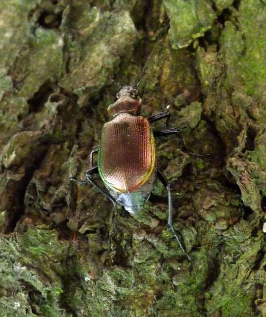 Calosoma inquisitor - kis bábrabló