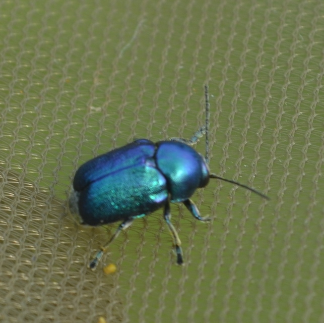 Cryptocephalus