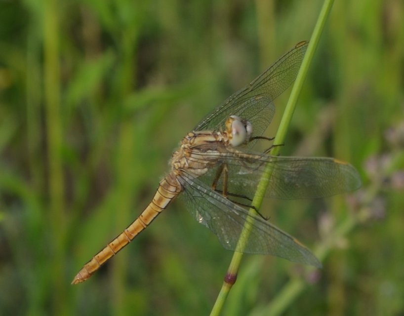 Orthetrum brunneum - pataki pásztorszitakötő