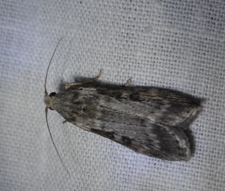 Lamoria anella - törmelékmoly