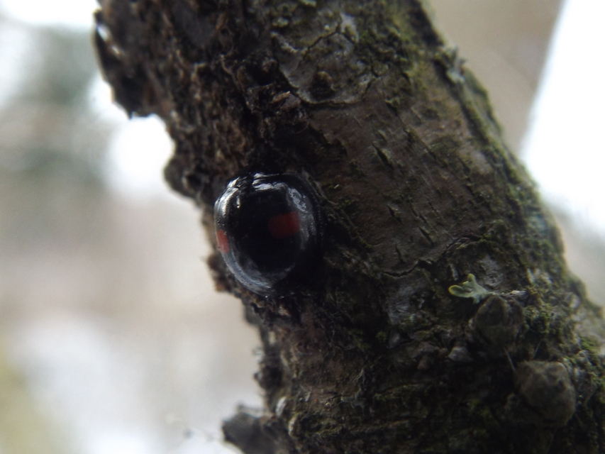 Chilocorus renipustulatus - vesefoltos szerecsenkata