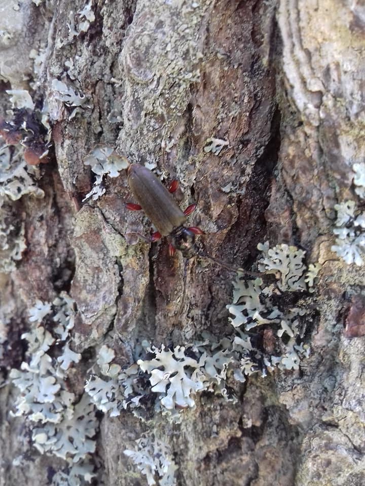 Tetropium castaneum - romboló fenyőcincér
