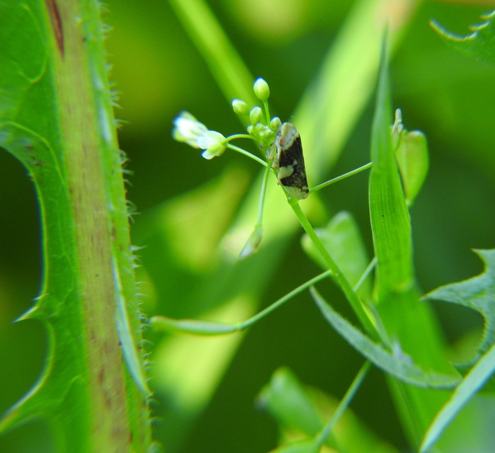 Aphrophoridae