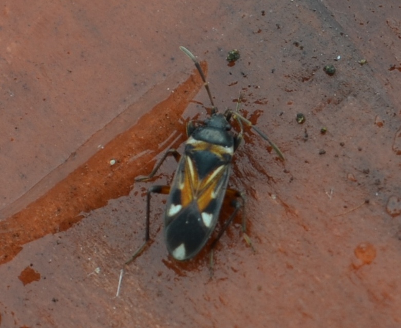 Raglius alboacuminatus - tarka díszesbodobács
