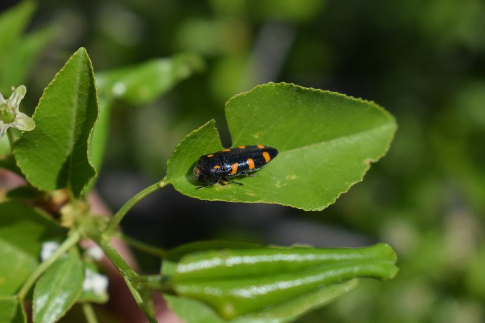 Ptosima undecimmaculata - sárgafoltos díszbogár