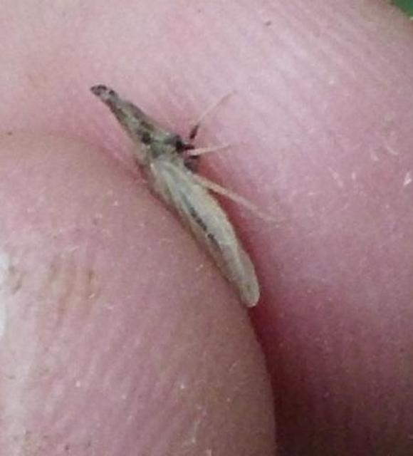 Eupelix cuspidata