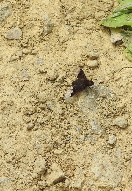 Hemipenthes morio - közönséges gyászlégy