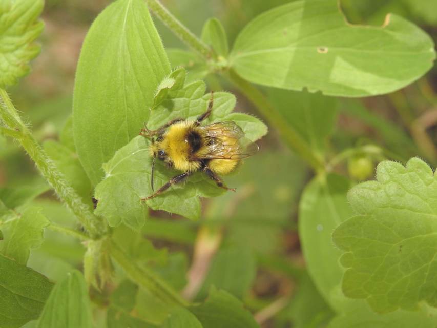 Bombus haematurus - mediterrán poszméh
