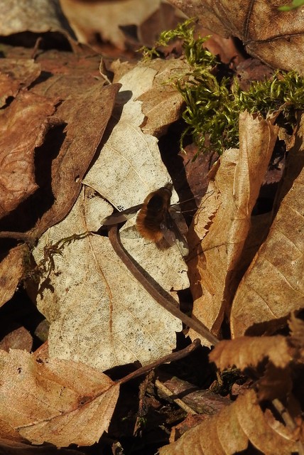 Bombylius major - szegélyes pöszörlégy