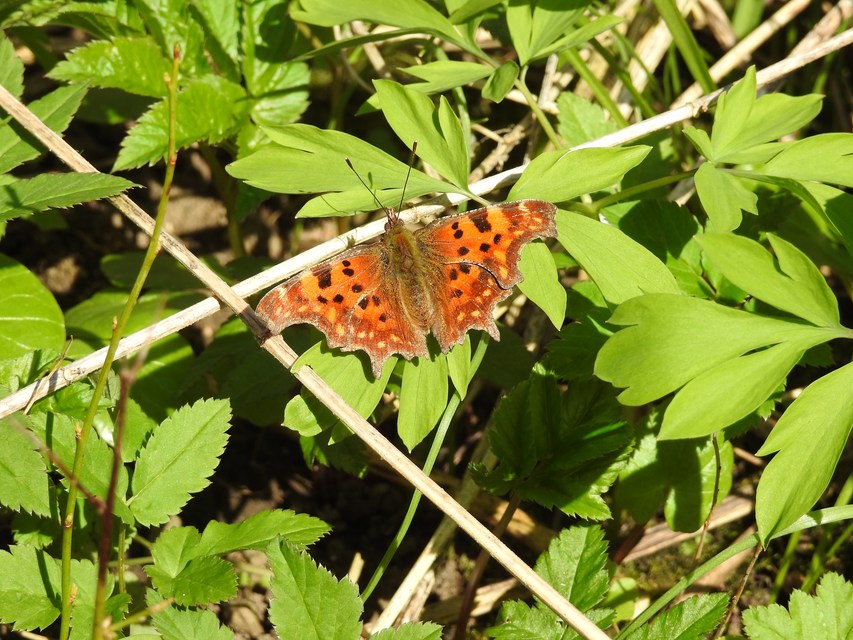 Nymphalis c-album - C-betűs lepke