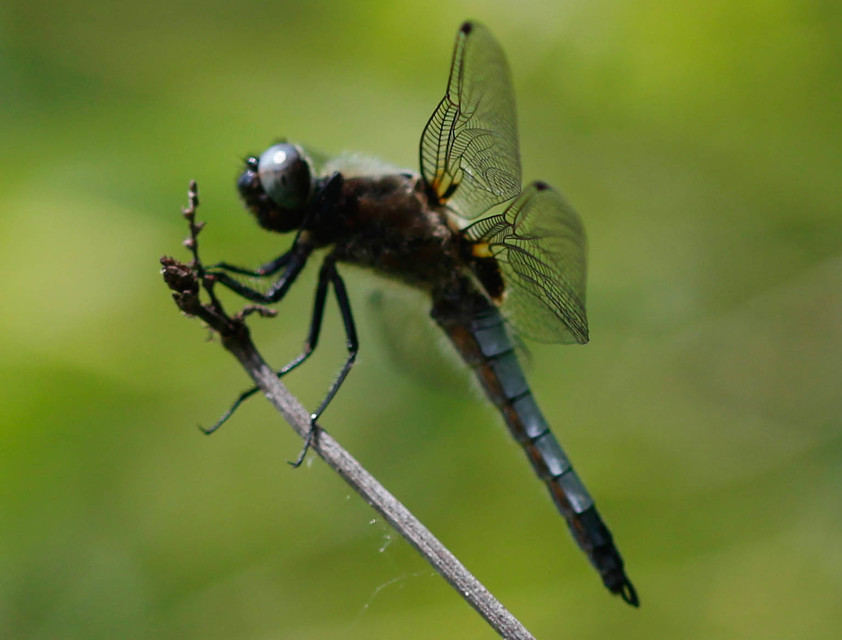 Libellula fulva - kisfoltos laposacsa