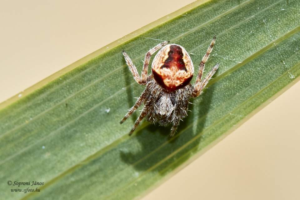 Araneidae - keresztespókok