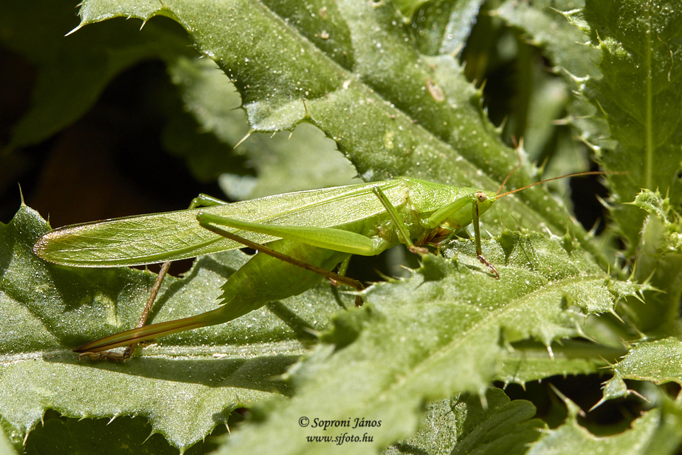 Ruspolia nitidula - nagy kúpfejűszöcske