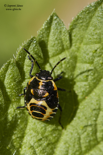Eurydema Eurydema