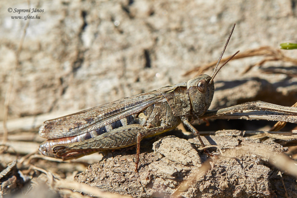 Calliptamus italicus - olaszsáska