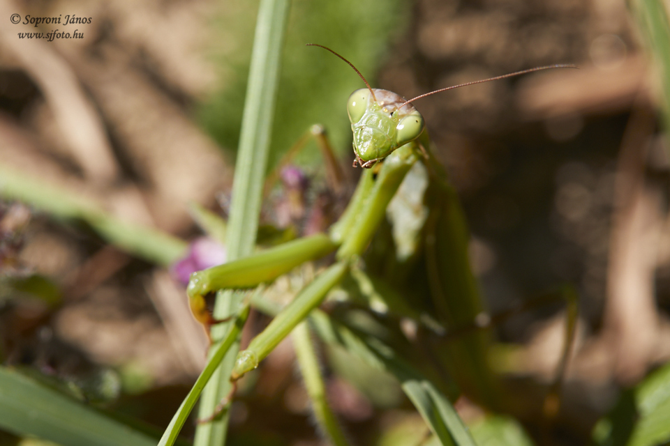 Mantis religiosa - imádkozósáska