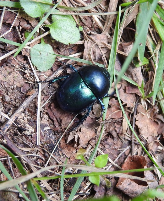 Trypocopris vernalis - tavaszi álganéjtúró